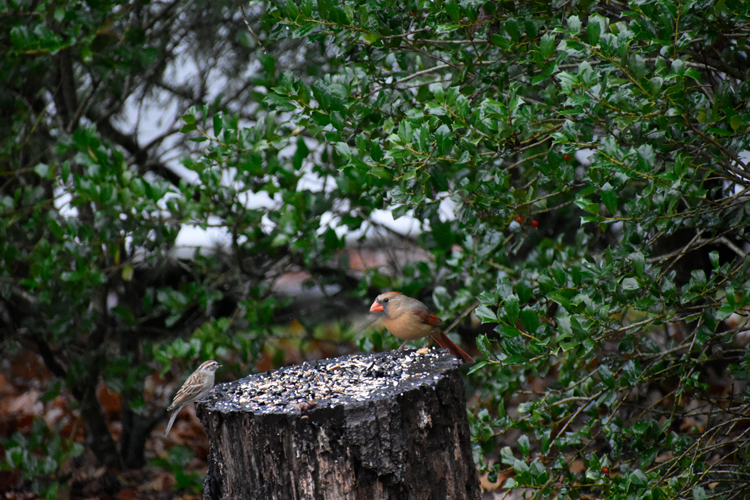 Female Cardinal in Durham NC, December 2021 - Photo by Angel Romero