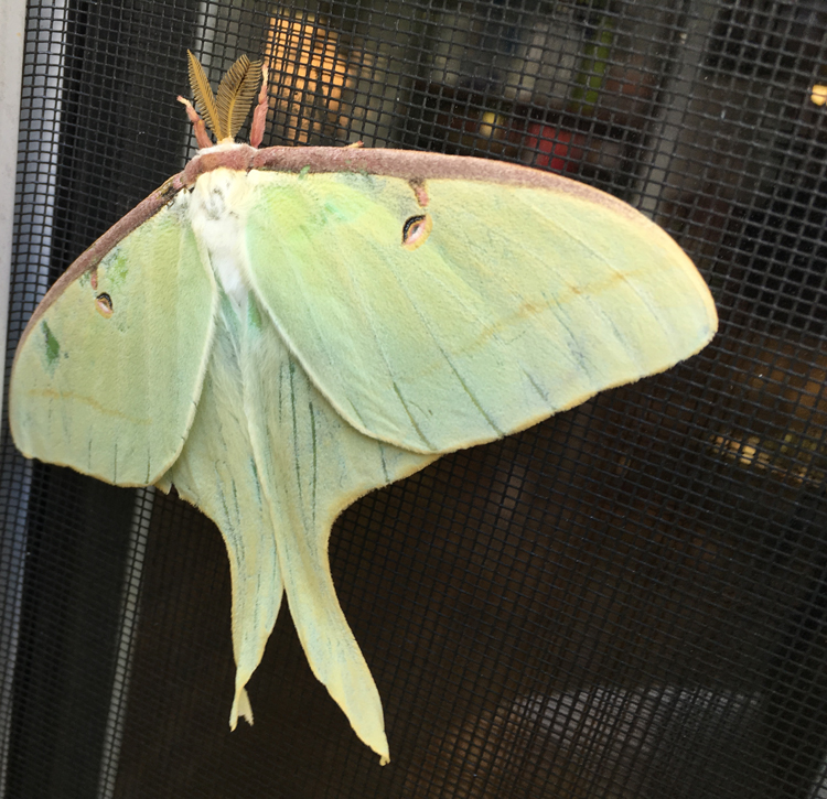 una moth, September 2016, Durham North Carolina - Photo by Angel Romero