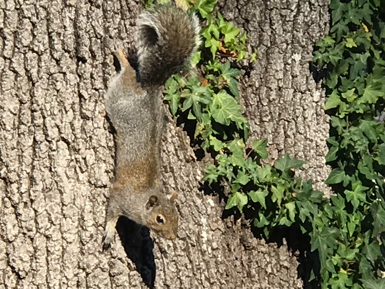 grey squirrel on tree trunk