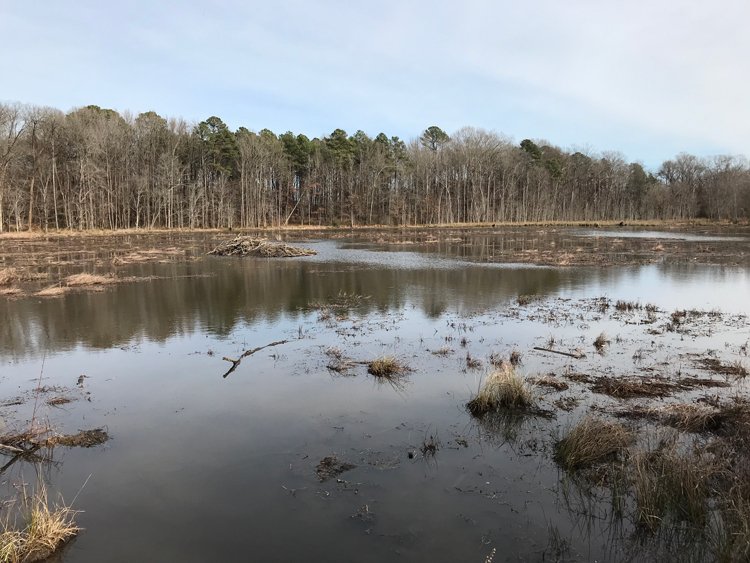 Beaver Marsh Nature Preserve- Photo by Angel Romero