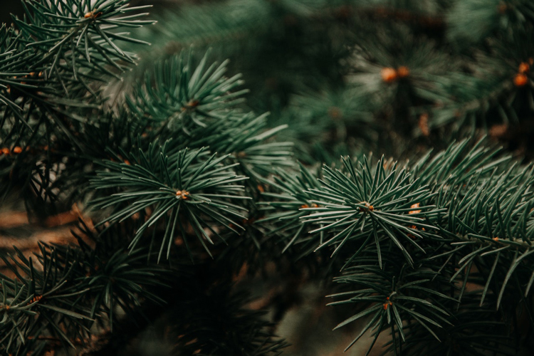 Christmas tree branches - Photo by Irina Iriser from Pexels