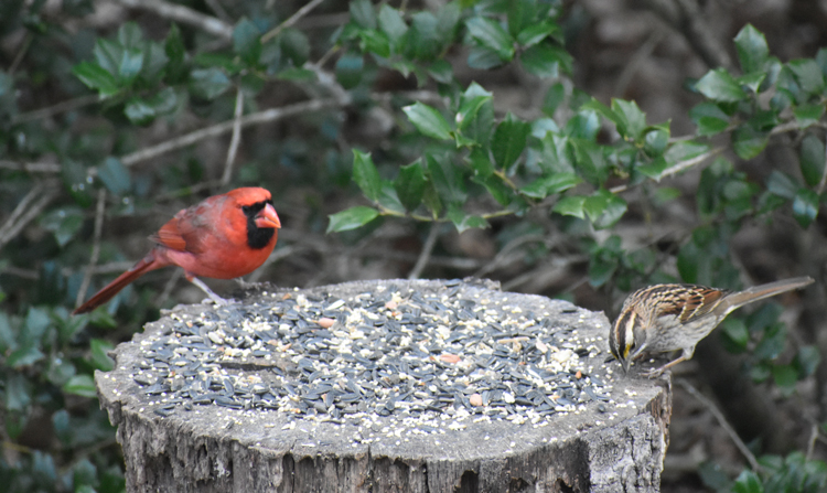 Cardinal and sparrow in Colonial Village, Durham, North Carolina, December 2021. Photo by Angel Romero.