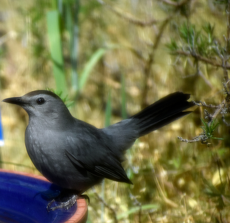 Carbird in Durham, North Carolina. Summer 2021 - Photo by Angel Romero