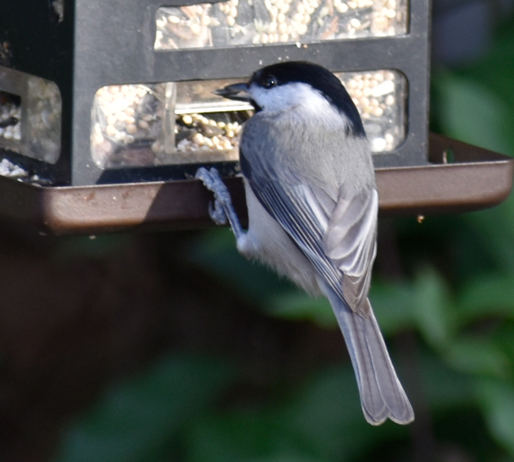 Blackcap chickadee photographed in Colonial Village, Durham, North Carolina in December 2021. Photo by Angel Romero.