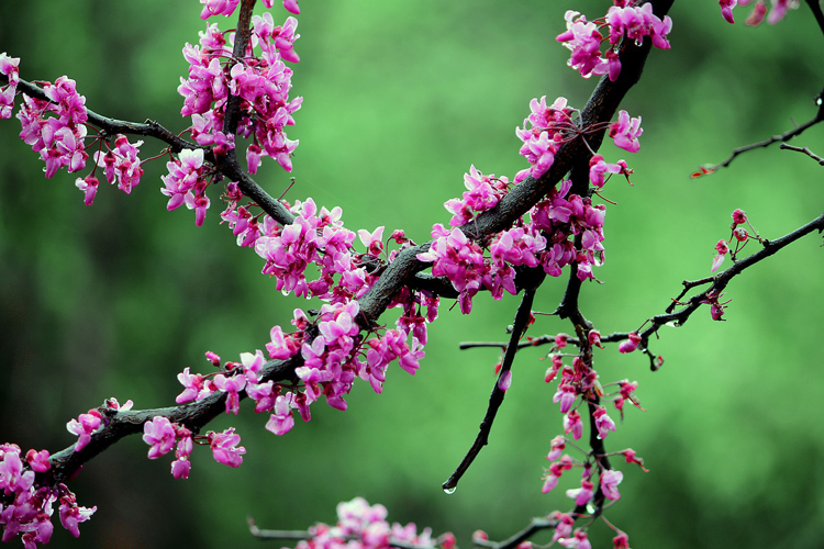 redbud tree branch