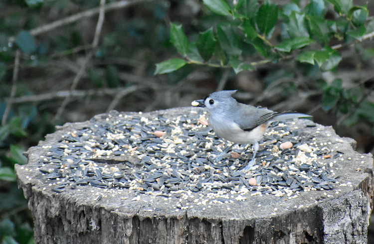 Tufted Titmosue in Durham North Carolina, December 2021