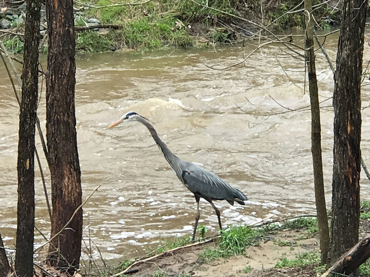 Blue heron on Ellerbee on March 17, 2022