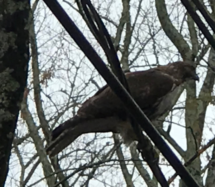 hawk on Lavender March 17 2022