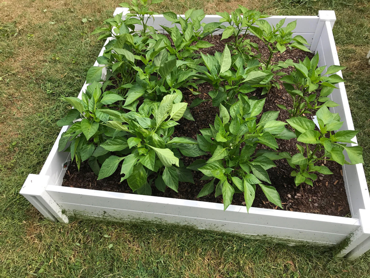 pepper plants in raised bed- Photo by Angel Romero