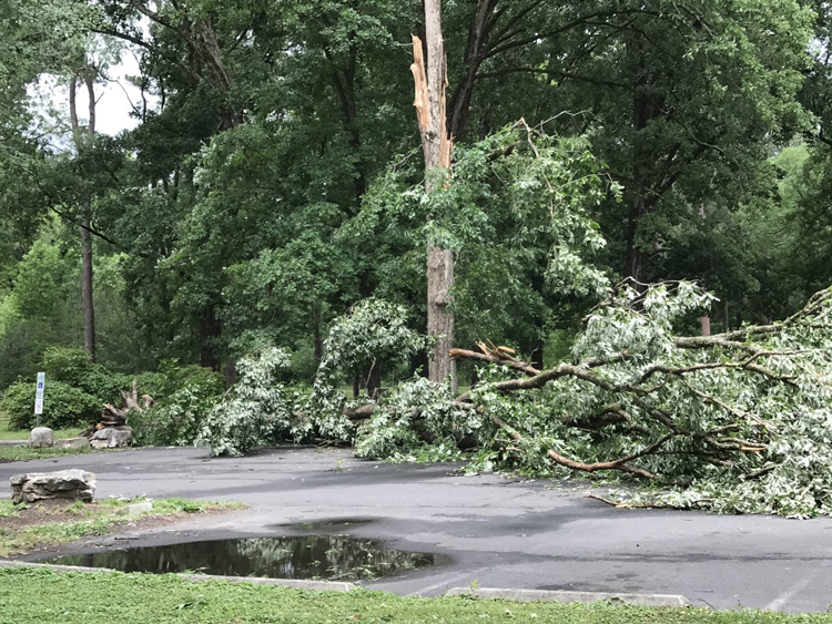 Storm damage in Northgate Park, downed trees, May 2022