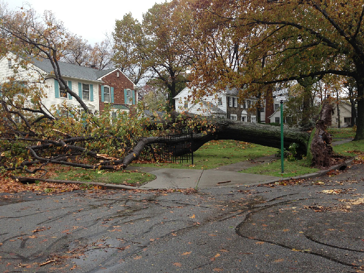 Fallen tree after hurricane