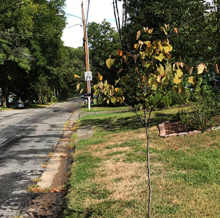 Small tree on Lavender avenue in Durham, North Carolina