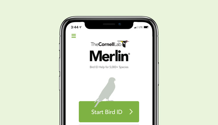 image of the Cornell Lab of Ornithology’s Merlin Bird ID app