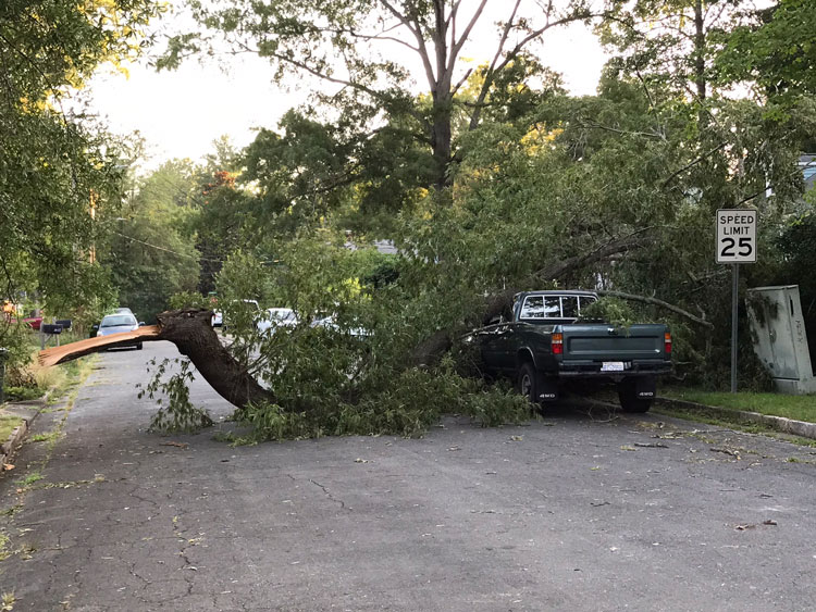 Fallen tree on Highland in Northgate Park, August 2023