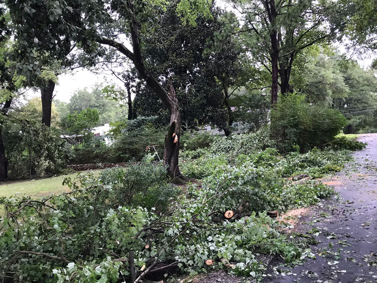 Fallen tree in Colonial Village - August-2023