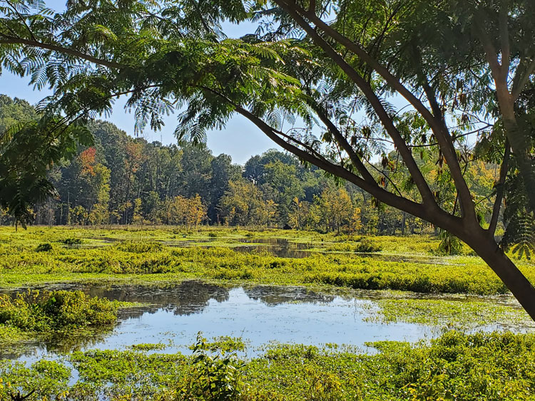 Beaver Marsh Preserve in Durham, NC - Photo by Teresa Nelson-Romero