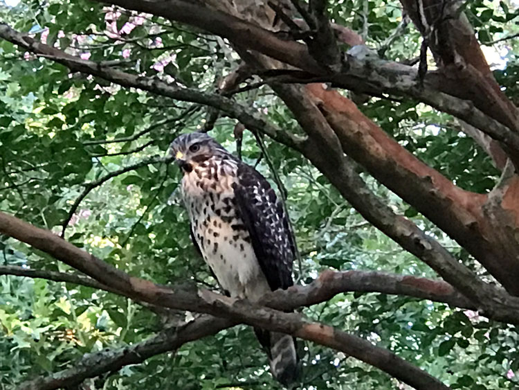 Photo of a hawk at Northgate Park in Durham, North Carolina. Taken on July 25, 2023, by Angel Romero.