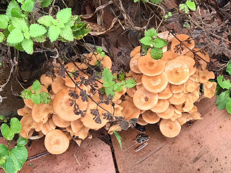 Seasonal Mushrooms in Colonial Village, September 2024. Yellow mushrooms. Photo by Angel Romero