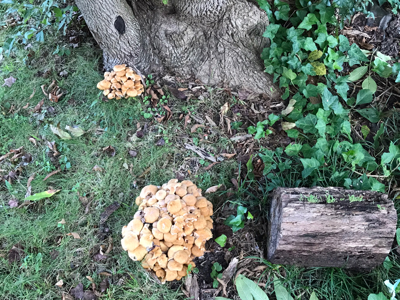 Mushrooms in Colonial Village, September 21, 2024 - Photo by Angel Romero