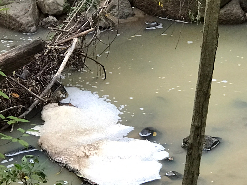 Contamination on Ellerbee Creek, September 21, 2024 - Photo by Angel Romero