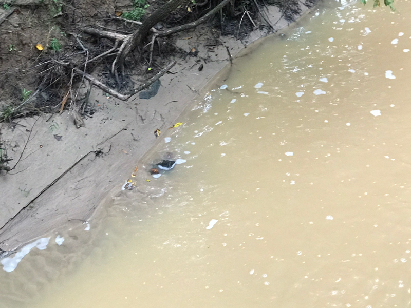 Foam Contamination on Ellerbee Creek, September 26. Photo by Angel Romero.