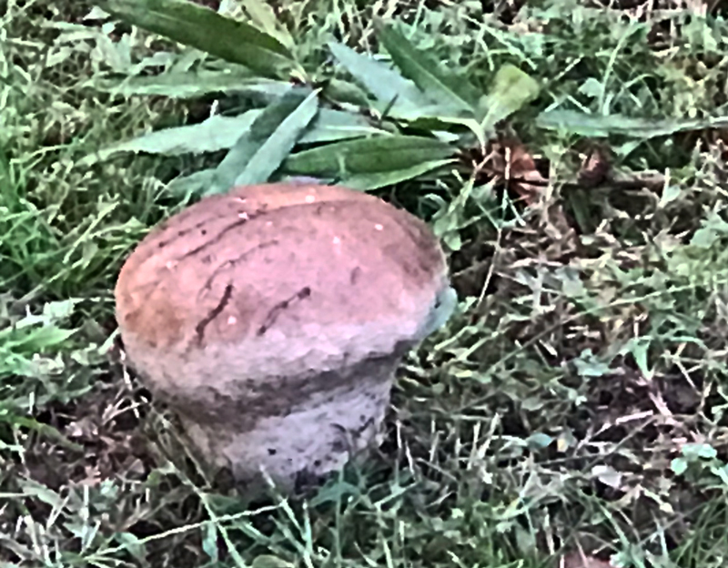 Button Mushroom on East Lavender, September 25, 2024. Photo by Angel Romero.