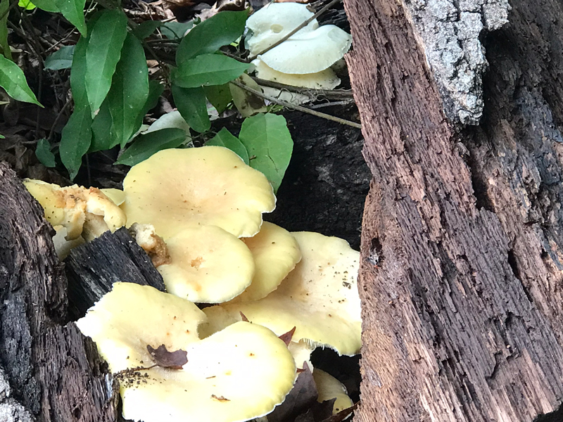 Mushrooms at East Lavender and Cascadilla September 26 - Photo by Angel Romero