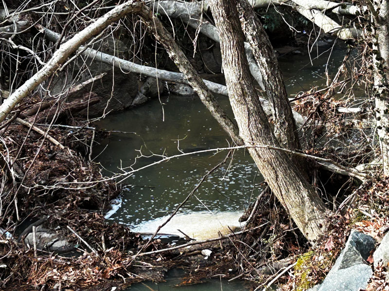 Foam contamination on Ellerbee Creek was observed on February 2, 2025